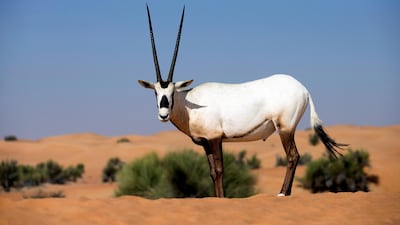 An Arabian oryx at Al Maha Desert Resort in Dubai. The species was endangered but conservation efforts, led by Sheikh Zayed, helped it to flourish. It can be seen on the Dh50 note. Gerry O’Leary