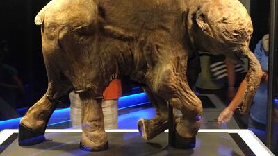 A woolly calf displayed at the Royal British Columbia Museum. Photo: Ruth Hartnup