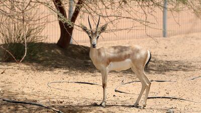 An Arabian sand gazelle at the Mleiha Archaeological Centre in Sharjah. The gazelle is native to the region and can be found on the 25 fils coin. Chris Whiteoak / The National