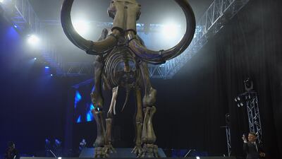 In 2015, a 15,000-year-old woolly mammoth was unveiled at Marina Mall in Abu Dhabi. Delores Johnson / The National