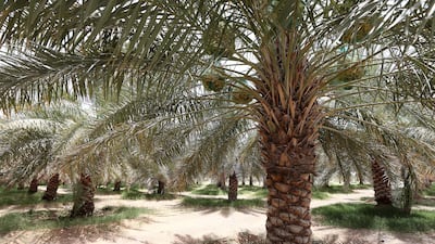 Date palm tree at Al Dahra farm in Al Ain. A date tree and farm are the main illustrations on the Dh10 note. Pawan Singh / The National