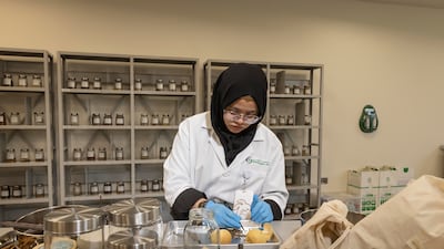 Nuri Asmita works in the seed collection area